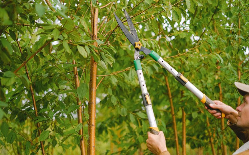Tree trimming in Belington, WV